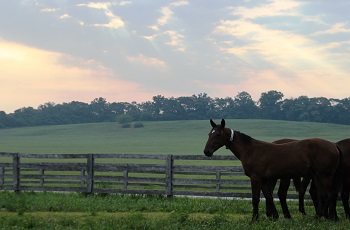 Yearling Field